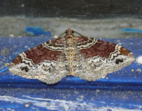 Réf. 213 156 : Xanthorhoe sp.